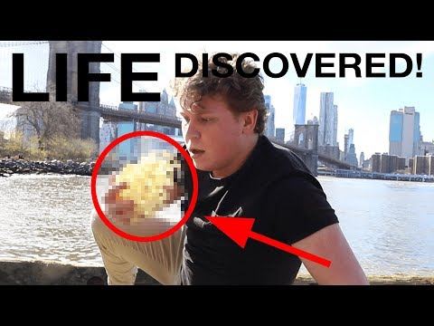 NEW FORM OF LIFE DISCOVERED! (Theo Jansen's Strandbeest)