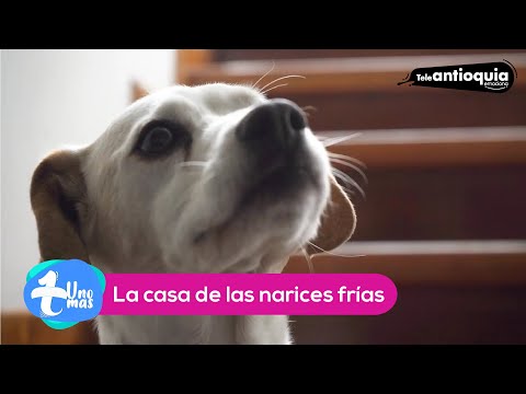 #UnoMás, La casa de las narices frías - Teleantioquia