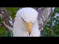 Eagle Yawn 10 05 17