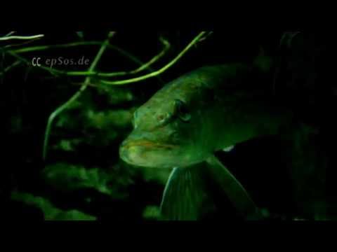 Northern Pike Fish of Stuttgart Zoo