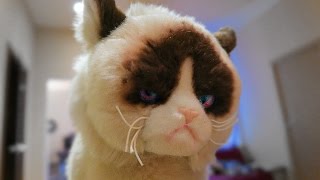 МИСТЕР КОТ