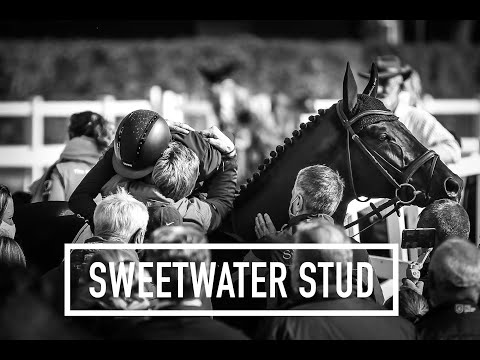 Trakehner Hengstfohlen v. Sweetwaters Ziethen TSF - Friedensfürst *2022 +++ for sale +++