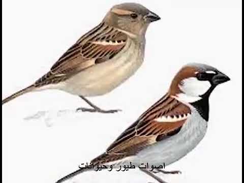 Call song House Sparrow