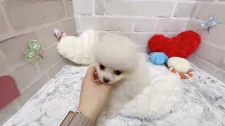 ポメラニアンの動画02