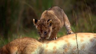 Afrika Kedileri ( African Cats )