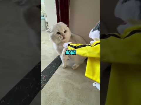 Nunca dejes que tu gato se vuelva loco 😂🐱 #shorts #gatos #funny