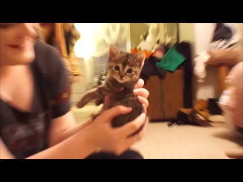 Channel Talk And Kittens (Vlog#120)