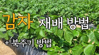 감자 재배 방법 및 북주기 방법