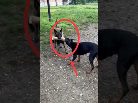 Malinois vs Doberman – Speed, Power, and Loyalty Collide! #belgianmalinois #doberman #dog