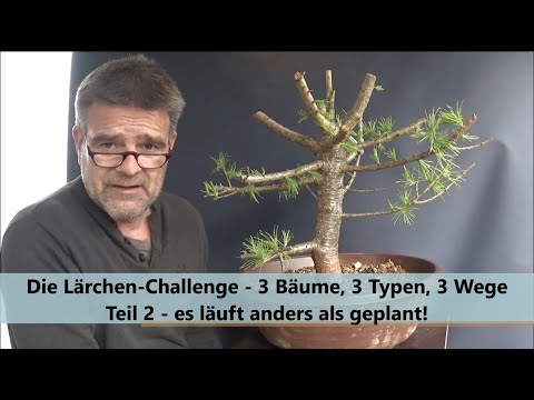 Die Lärchen Challenge 2021-2 - 3 Bäume, 3 Typen, 3 Wege - Teil 2 - es läuft anders als geplant!