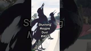 Download lagu Burung Magpie Australia Bernyanyi Sepuasnya!! #Magpie #panggilan #suara #lagu mp3 Download lagu Burung Magpie Australia Bernyanyi Sepuasnya!! #Magpie #panggilan #suara #lagu mp3