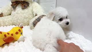 ビションフリーゼの動画02