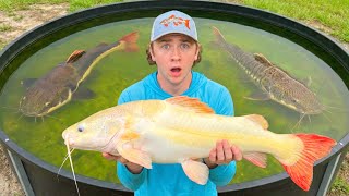 Transferring ALL My MONSTER Fish into a New POND!