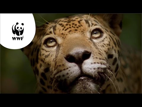 WNF-commercial: De Amazone geeft ons leven