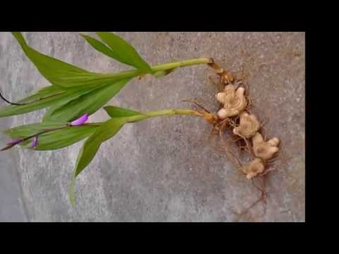 白芨粉的功效与作用, 白芨种植, 白芨图片, 中药白芨的作用