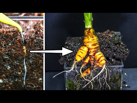 Carrot Growing Time Lapse - Seed to Harvest (80 Days)