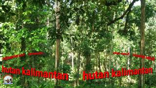 Download lagu SUARA HUTAN KALIMANTAN SUARA ALAM INDONESIA mp3
