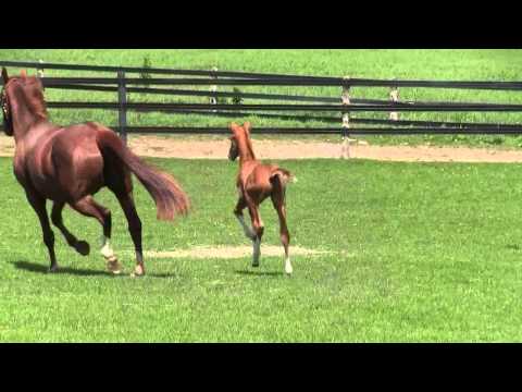 New colts by Sezuan and Fabregas - together for the 1st time