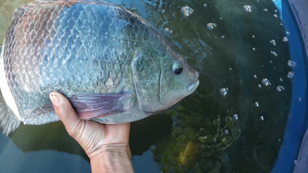 a - criação de tilapias  em caixas d'água mostrando minhas tilapias 2 anos e 8 meses