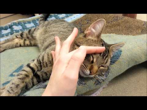 Volunteering at the Animal Shelter!