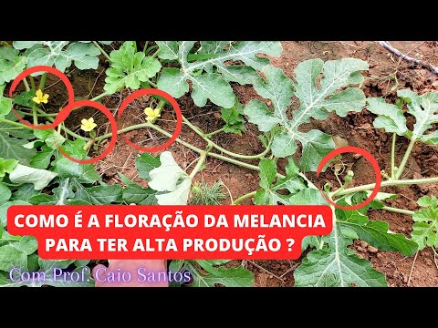 How does watermelon flowering work to achieve high production?