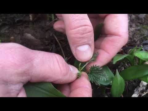 Wildkräutersalat im Vorfrühling - Brennnesselherzen