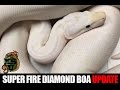 White Boa Update! Super Fire Diamond Growing Up!