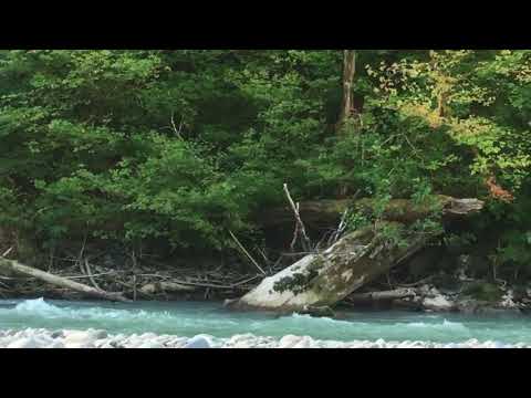 Black bear on the North Fork Nooksack 2017