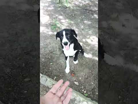 El Moro #casagrande #miradacanina #cordoba