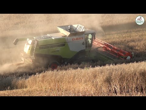 Raps Ernte mit 4 Claas Lexion + Wildschweine, rapeseed harvest, wild boar - Multi Agrar Claußnitz