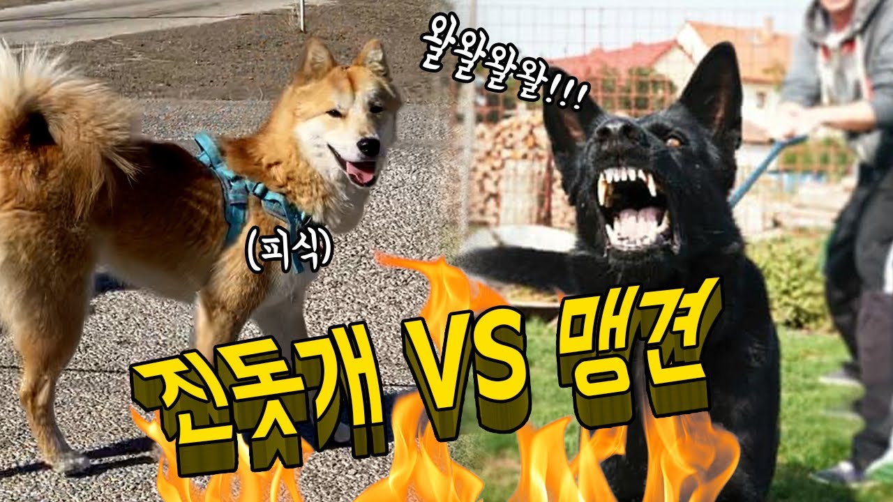 맹견이 짖으며 시비걸자 진돗개가 보이는 영특한 행동