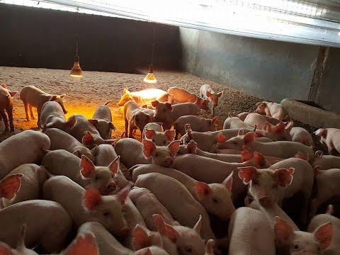 Menghilangkan lemak pada permukaan internal paha Yang memiliki sarana untuk menyingkirkan lemak di