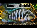 Convict Cichlid | Care Guide & Species Profile