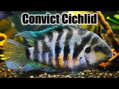 Convict cichlida (Amatitlania nigrofasciata) — care guide