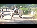 Farmer Lingappa Riding Bullock Cart With Sira Hallikar Going For Work In The Field In Medgeshi