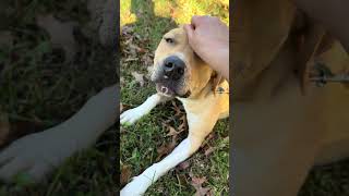 Video preview image #1 Mastiff-Redbone Coonhound Mix Puppy For Sale in Cookeville, TN, USA