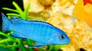 How to Treat a Fish with White Spots | Aquarium Care
