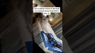 #cruiseship #carnivalpride #carnivalships Got a visitor that didn’t pay!!