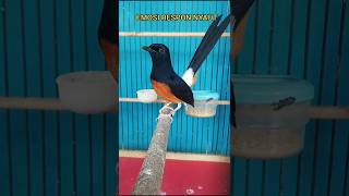 Download lagu Suara panggilan emosi murai batu fighter#muraibatugacor#Shorts mp3