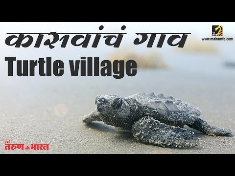 download lagu mp3 mp4 Anjarle Turtle Festival 2019, download lagu Anjarle Turtle Festival 2019 gratis, unduh video klip Anjarle Turtle Festival 2019