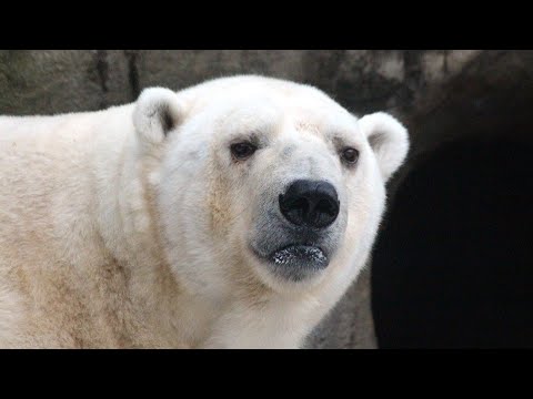 Top 50 curiozitati despre URSUL POLAR