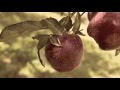 "Apple Tree" Victor Diamond Brendon Small MUSIC VIDEO Comedy Bang! Bang! Podcast Ep. #418