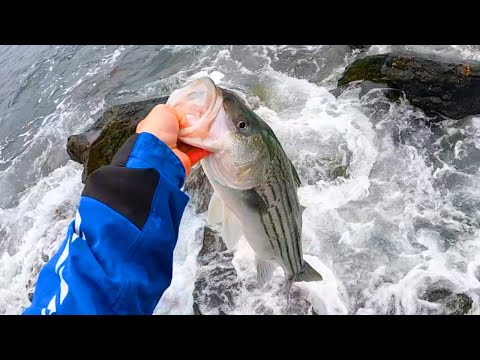Shore Fishing Rhode Island For Striped Bass - Spring Run 2023