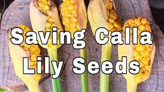 Calla Lily Seed Pods - Saving Calla Lily Seeds