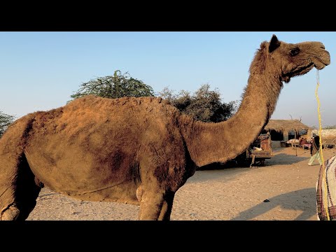 top 30 amazing facts about camels 🐪 | how to camel video | unt unt ki video | unt unt ki video 🐪