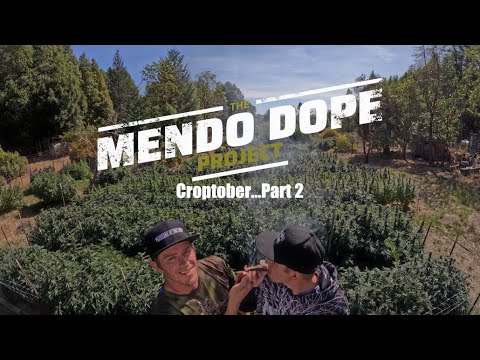 "Croptober Part 2" - The Mendo Dope Project Season 2