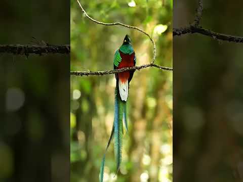 El Quetzal Ave Nacional de Guatemala. Bosque nuboso de San Rafael Pie de La Cuesta San Marcos