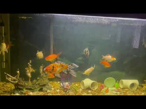 YouTube video about: Can oscar fish live with goldfish?