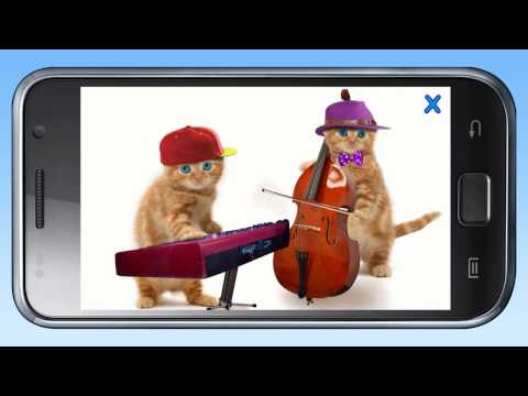 Talking Cats Video
