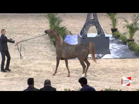 N.29 MIRABELLA TERSK - Paris 2015 - Fillies 2-3 years old (Class CM2 A)
